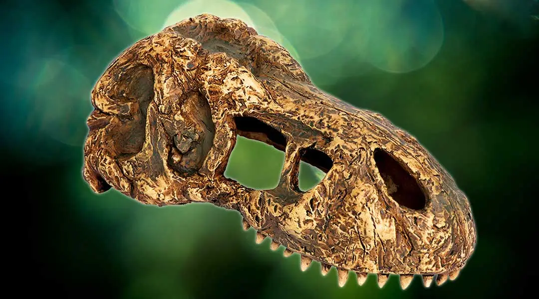 Exo Terra T-Rex kranie lille